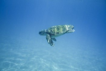 Greece Yacht Charter and Boat rental